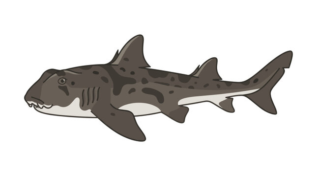 Illustration of a Leopard Shark with Spots and Sharp Teeth
