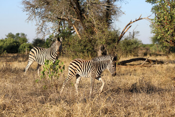 Obraz premium Steppenzebra / Burchell's zebra / Equus quagga burchellii