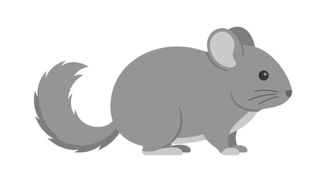 Cute Chinchilla Rodent Animal Illustration Isolated on White Background