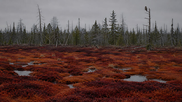 Overcast autumn landscape of a northern peat bog with red moss and pines