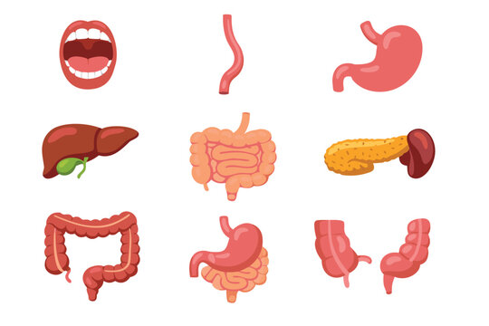 Human digestive system anatomy vector icon set featuring gastrointestinal tract organs. Flat illustration of stomach, intestines, liver, and esophagus for medical education and healthcare.