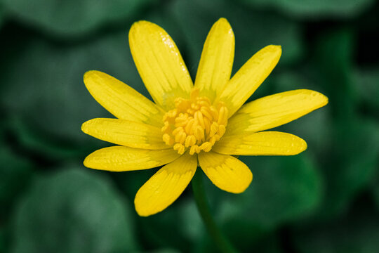 Scharbockskraut (Ficaria verna) gelbe Bl&uuml;te in Nahaufnahme, Makro im Fr&uuml;hling