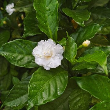 Gardenia Crape Jasmine on green leaf background Crepe jasmine, Clavel De La India, East Indian rosebay, Pinwheel flower, Gardenia jasminoides, APOCYNACEAE, White flower and green leaves, Fragrant flow