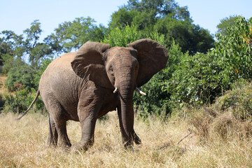 Fototapeta premium Afrikanischer Elefant / African elephant / Loxodonta africana
