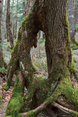 Fototapeta premium 日本：北八ヶ岳／アーチになった木【黒曜の森】長野県佐久穂町・5月