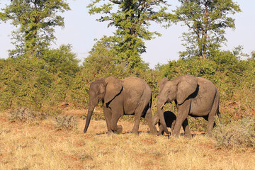 Fototapeta premium Afrikanischer Elefant / African elephant / Loxodonta africana