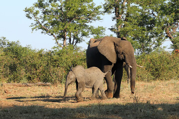 Fototapeta premium Afrikanischer Elefant / African elephant / Loxodonta africana