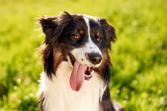 Black and white Australian Shepherd dog with a long tongue panting in a green grassy field under bright sunlight during a warm day