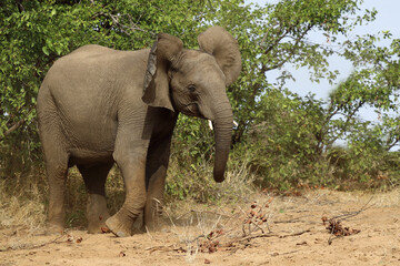 Fototapeta premium Afrikanischer Elefant / African elephant / Loxodonta africana