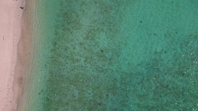 Wild sea turtles swimming near beach from above. Magic aerial view drone
