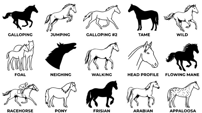 Various horse breeds and poses in vector graphic illustrations