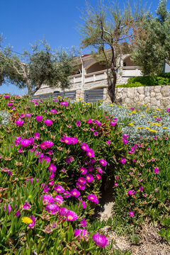 Carpobrotus edulis, a succulent native to South Africa. Commonly known as Ice Plant, Hottentot-fig, Sour Fig, or Pigface
