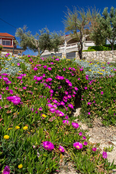 Carpobrotus edulis, a succulent native to South Africa. Commonly known as Ice Plant, Hottentot-fig, Sour Fig, or Pigface
