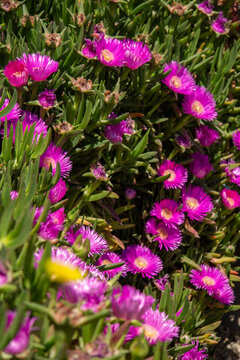 Carpobrotus edulis, a succulent native to South Africa. Commonly known as Ice Plant, Hottentot-fig, Sour Fig, or Pigface

