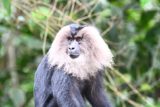 The lion-tailed macaque (Macaca silenus)