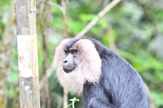 The lion-tailed macaque (Macaca silenus)