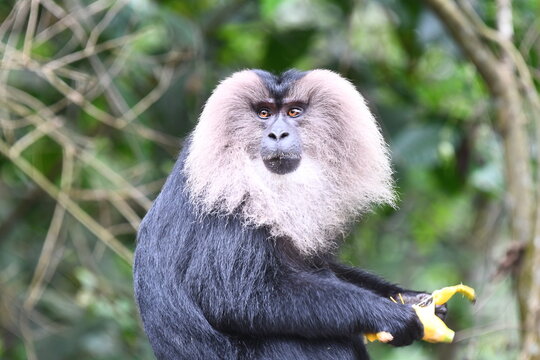 The lion-tailed macaque (Macaca silenus)