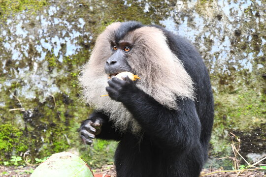 The lion-tailed macaque (Macaca silenus)