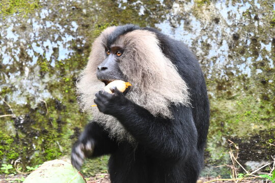 The lion-tailed macaque (Macaca silenus)