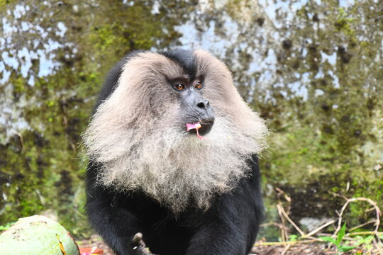 The lion-tailed macaque (Macaca silenus)