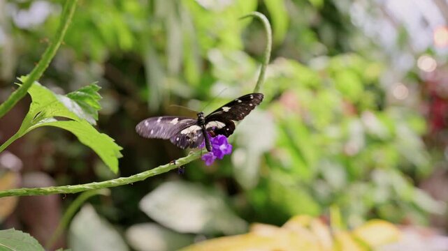 Black Butterfly Sips Nectar From Purple Bloom Inside Vienna Greenhouse, Detailed Wing Patterns And Spots,