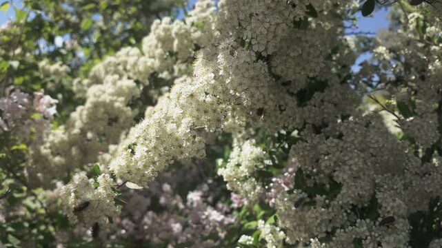 Close-up of branch with small white flowers of flowering Scarlet firethorn (Pyracantha coccinea) swaying in the breeze