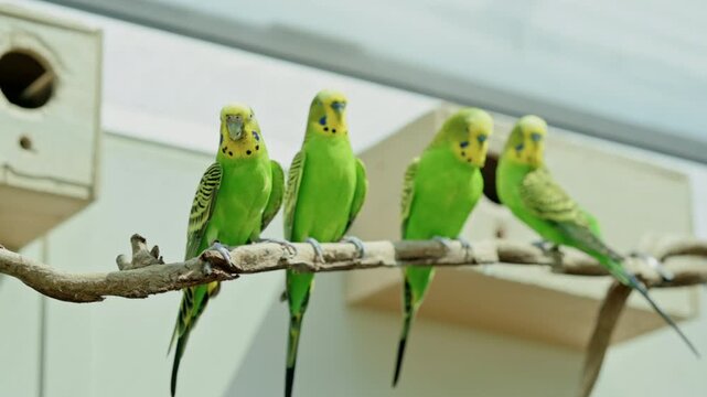 Four Green Budgerigars Perched On Branch Near Nest Box Inside Aviary, Birds Preening And Socializing, Bright