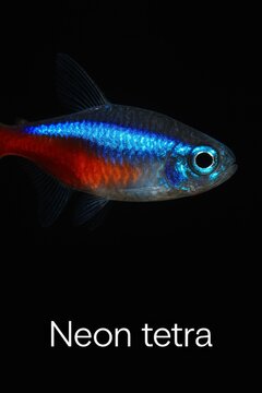 Neon tetra portrait against dark dramatic background