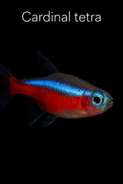 Atlas style portrait of a vibrant cardinal tetra fish