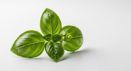 Obraz premium A vibrant sprig of freshly picked organic sweet basil, essential for flavorful Mediterranean and Italian cuisine. Perfect cooking ingredient, fresh, culinary, botany