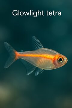 Atlas style portrait of a translucent glowlight tetra