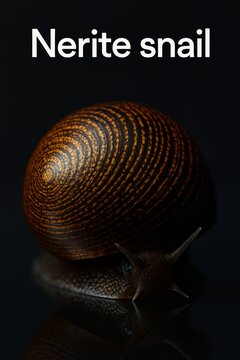 Close up side view of a freshwater nerite snail
