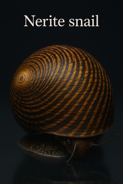 Educational atlas style photograph of an aquatic nerite snail