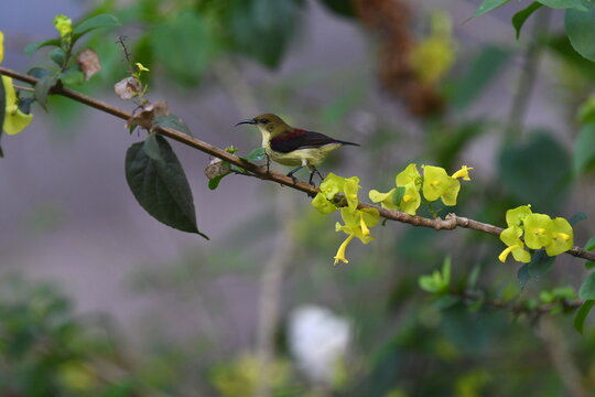 The crimson-backed sunbird or small sunbird (Leptocoma minima)