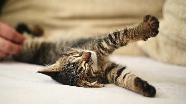 Person gently petting belly of sleeping tabby kitten. Indoor cozy environment, peaceful bonding moment, domestic pet care. kitten is relaxed, comfortable position while enjoying affectionate touch.