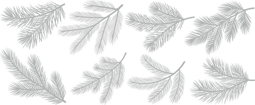 Pine tree branches in a black and white outline style. coniferous tree branches and pine cones in black and white line art style. vector illustration