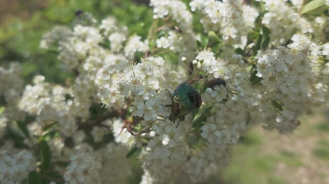 Close-up of Copper chafer (Protaetia cuprea) and other beetles on small white flowers of flowering Scarlet firethorn (Pyracantha coccinea)