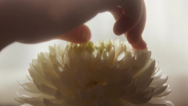 Close up detail shot of unrecognizable young woman gently touching delicate white flower and enjoying sensation, scene lit with dreamy lighting, copy space