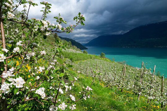 Apfelbl&uuml;te Plantagen an der Westseite des S&oslash;rfjord bei Aga, Norwegen