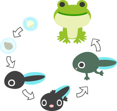 アマガエルの成長過程のかわいいイラスト