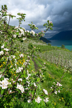 Apfelbl&uuml;te Plantagen an der Westseite des S&oslash;rfjord bei Aga, Norwegen