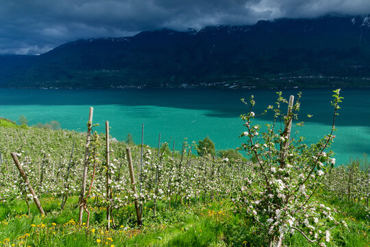 Apfelbl&uuml;te Plantagen an der Westseite des S&oslash;rfjord bei Aga, Norwegen