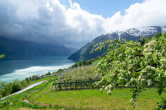 Apfelbl&uuml;te Plantagen an der Westseite des S&oslash;rfjord bei Aga, Norwegen