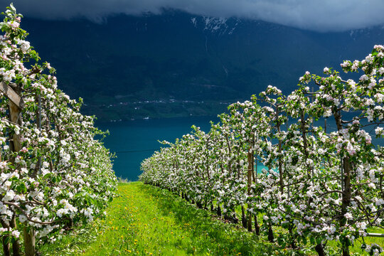 Apfelbl&uuml;te Plantagen an der Westseite des S&oslash;rfjord bei Aga, Norwegen