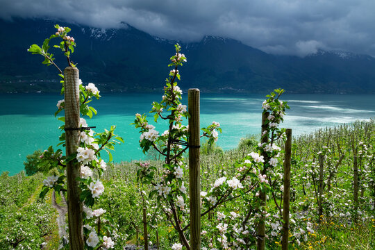 Apfelbl&uuml;te Plantagen an der Westseite des S&oslash;rfjord bei Aga, Norwegen