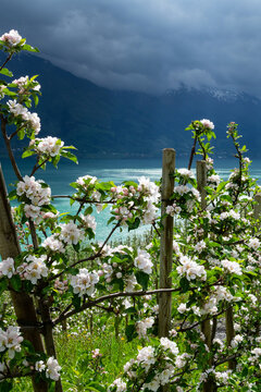 Apfelbl&uuml;te Plantagen an der Westseite des S&oslash;rfjord bei Aga, Norwegen