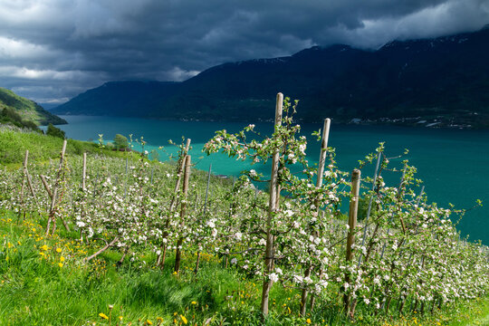 Apfelbl&uuml;te Plantagen an der Westseite des S&oslash;rfjord bei Aga, Norwegen