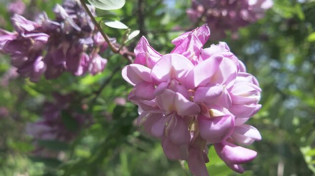 Close-up of a beautiful cluster of vivid pink flowers of the Rose Acacia, also known as the Bristly Locust (Robinia hispida) sway in the breeze on a sunny day