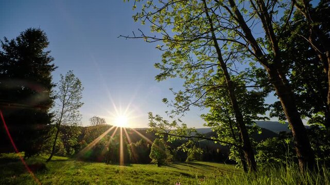 Sunrise Timelapse Through Trees on Green Meadow Hill ,Golden Sun Rays and Clear Blue Sky in Summer