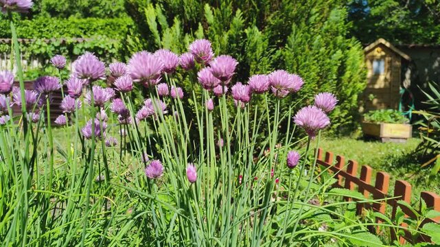 Flowering coastal chives (Allium schoenoprasum) growing in a home garden